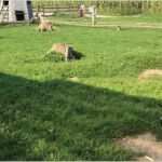 Vorlage Elternbrief Ausflug Zoo Fabelhaft Kindergeburtstag Mit Zoo Olympiade