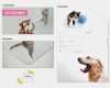 Vorlage Gesundheitszeugnis Hund Wunderbar Gutschein Verschiedenes Hund & Katze