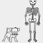Vorlage Hund Malen Großartig Kostenlose Malvorlage Halloween Skelett Und Hund Ausmalen