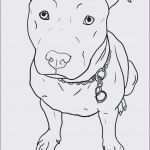 Vorlage Hund Malen Hübsch Hund Malen Vorlage Meilleur De Galerie Malvorlagen Katzen