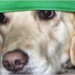 Vorlage Kassenprüfung Großartig Gebühren Und Spesenordnung Im Drc