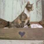 Vorlage Katzentoilette Best Of 350 Besten Möbel Aus Paletten Bilder Auf Pinterest