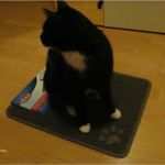 Vorlage Katzentoilette Cool Sinn Oder Unsinn Vorleger Für Katzentoiletten Revvet