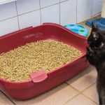 Vorlage Katzentoilette Erstaunlich Katzenklo Matte Focuspet Katzenstreu Matte 75x 55cm