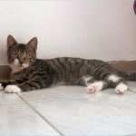 Vorlage Km Abrechnung Luxus Km Abrechnung Vorlage 6 Fahrtenbuch Vorlage Business