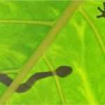 Vorlage Kündigung Reiseversicherung Berlin Direkt Beste Gefahr Auf Reisen Durch Tiere Im Ausland Berlin Direkt