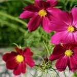 Vorlage Rückerstattung Krankenkasse Einzigartig Danja Brands Osteopathin 1030 Wien Hausbesuch