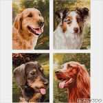 Vorlage Trainingsplan Hund Beste Treue Wegbegleiter Malen Nach Zahlen Schipper Quattro