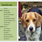 Vorlage Trainingsplan Hund Genial Tierisches Zeigt Her Eure Lieblinge Runde 16