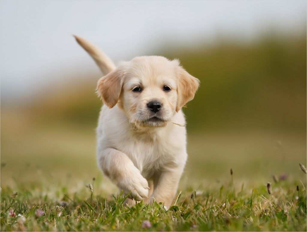 Vorlage Trainingsplan Hund Neu Kaufvertrag Für Hunde