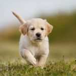 Vorlage Trainingsplan Hund Neu Kaufvertrag Für Hunde