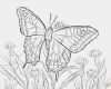 Vorlagen Brandmalerei Gratis Süß 100 Schmetterlinge Zum Ausdrucken Gratis Bilder Ideen