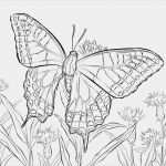 Vorlagen Brandmalerei Gratis Süß 100 Schmetterlinge Zum Ausdrucken Gratis Bilder Ideen