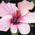 Vorlagen Für Acrylmalerei Schönste Hibiskus Hibiskusblüte Acrylmalerei Blumen Hibiskus