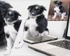 Vorlagen Für Fotocollagen Genial Home Pfotenspass Hunde Homepage Für Hundezüchter