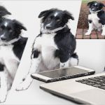 Vorlagen Für Fotocollagen Genial Home Pfotenspass Hunde Homepage Für Hundezüchter