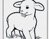 Vorlagen Schafe Zeichnen Cool Lämmchen Malvorlagen Haus Und Bauernhoftiere