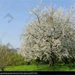 Wandbild Baum Vorlage Luxus Baum Mit A B Ume Fotografieren Kameraeinstellungen Und