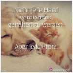 Wer Malt Bilder Nach Vorlage Erstaunlich 68 Besten Sprüche Für Tierfreunde Bilder Auf Pinterest