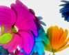 Window Color Vorlagen Blumen Einzigartig Download Widescreen 169 Music Flowers Wallpaper