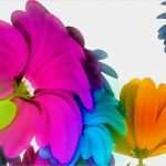 Window Color Vorlagen Blumen Einzigartig Download Widescreen 169 Music Flowers Wallpaper