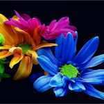 Window Color Vorlagen Blumen Erstaunlich Download Wallpaper Chrysanthemums Flowers Colorfu