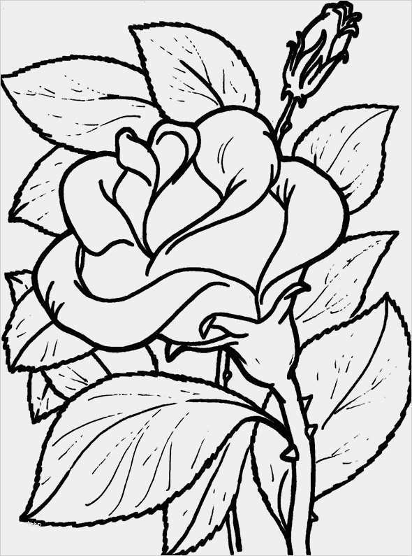 Window Color Vorlagen Zum Ausdrucken Kostenlos Neu Ausmalbilder Window Color Blumen Kostenlos Malvorlagen