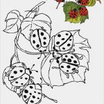 Windows Colour Vorlagen Inspiration Tiere Vorlagen 1