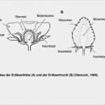 Wochenbericht Außendienst Vorlage Erstaunlich Blütenaufbau