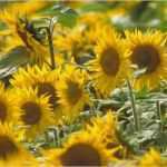 Wochenbericht Außendienst Vorlage Wunderbar sonnenblumen