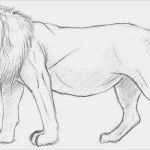 Zeichnen Anfänger Vorlagen Cool Zeichnen Lernen Vorlagen Anfänger Erstaunlich Einen Löwen