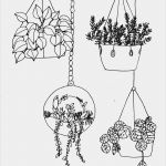 Zeichnen Anfänger Vorlagen Wunderbar Pflanzen Zeichnen Für Anfänger Ganz Leicht Gemacht