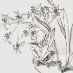 Zeichnen Lernen Vorlagen Anfänger Best Of Blumen Zeichnen Lernen Schritt Für Schritt Kinderbilder