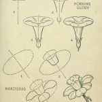 Zeichnen Lernen Vorlagen Anfänger Fabelhaft Calla Zeichnen Blume Zeichnen Zeichnen Lernen Für Anfänger