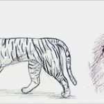 Zeichnen Lernen Vorlagen Anfänger Neu Zeichnen Lernen