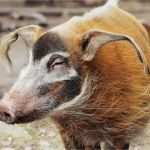 Zoo Gutschein Vorlage Erstaunlich Gutscheine Wilhelma