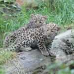 Zoo Gutschein Vorlage Neu Zoo Gutschein Basteln Rf27