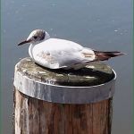 Agb Onlineshop Vorlage Schön Agb Lineshop