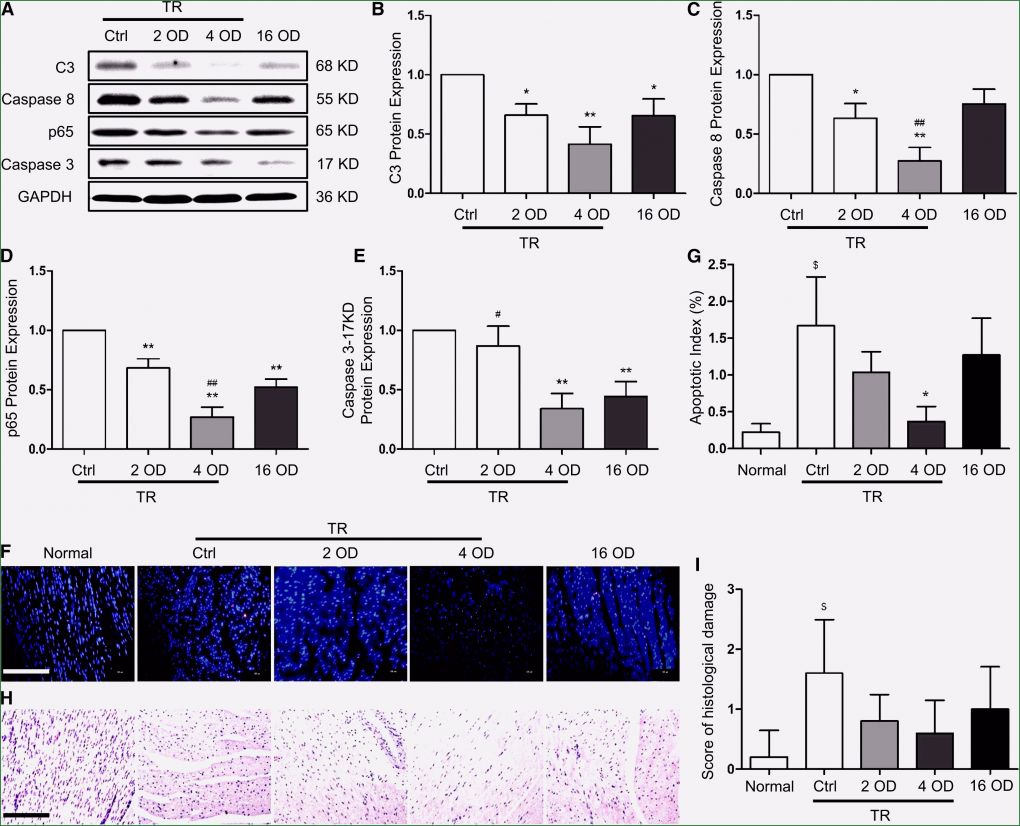 Autocad Vorlagen Download Dwg Erstaunlich 6 Autocad Vorlagen Free Download Sampletemplatex1234