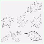Basteln Für Herbst Vorlagen Beste Vorlage Zum Ausdrucken Und Ausmalen Unterschiedliche