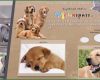 Hunde Homepage Vorlagen Best Of Home Pfotenspass Hunde Homepage Für Hundezüchter