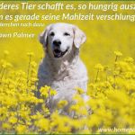 Hunde Homepage Vorlagen Best Of Homepage Hund Hundebilder Mit Sprüchen Hundesprüche