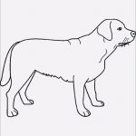 Hunde Homepage Vorlagen Beste 37 Elegant Ausmalbilder Hund Und Katze Fotografie