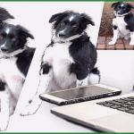 Hunde Homepage Vorlagen Fabelhaft Home Pfotenspass Hunde Homepage Für Hundezüchter