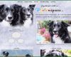 Hunde Homepage Vorlagen Luxus Home Pfotenspass Hunde Homepage Für Hundezüchter
