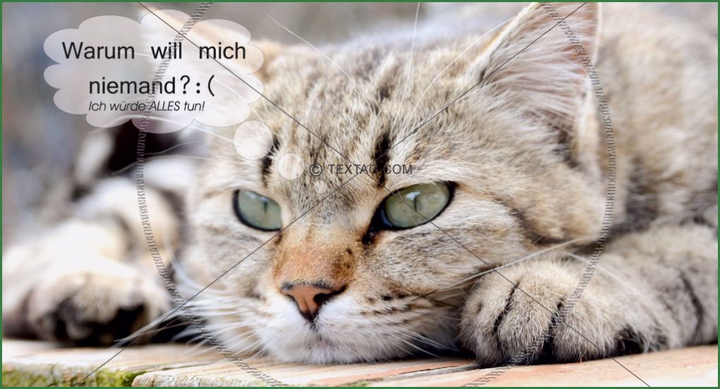 Maxi Postkarte Vorlage Wunderbar Maxi Card Postkarte Herzzerreißende Katzen Postkarte