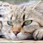 Maxi Postkarte Vorlage Wunderbar Maxi Card Postkarte Herzzerreißende Katzen Postkarte