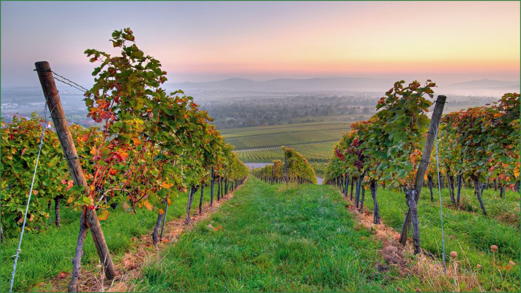 Pflanzenschutz Dokumentation Vorlage Weinbau Schönste Weinbau Pflanzenbau & Obst