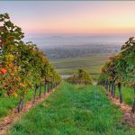 Pflanzenschutz Dokumentation Vorlage Weinbau Schönste Weinbau Pflanzenbau & Obst