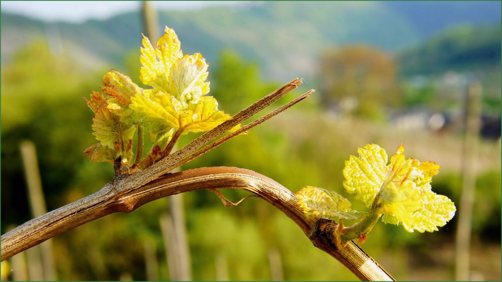 Pflanzenschutz Dokumentation Vorlage Weinbau Wunderbar Weinbau Pflanzenbau & Obst